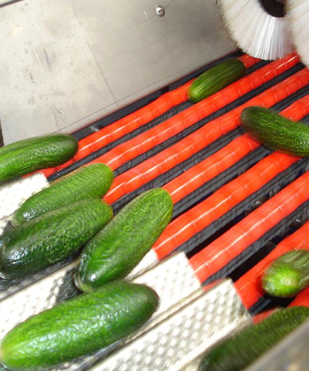 Cucumber grader spare parts now available from Sormac Inc.