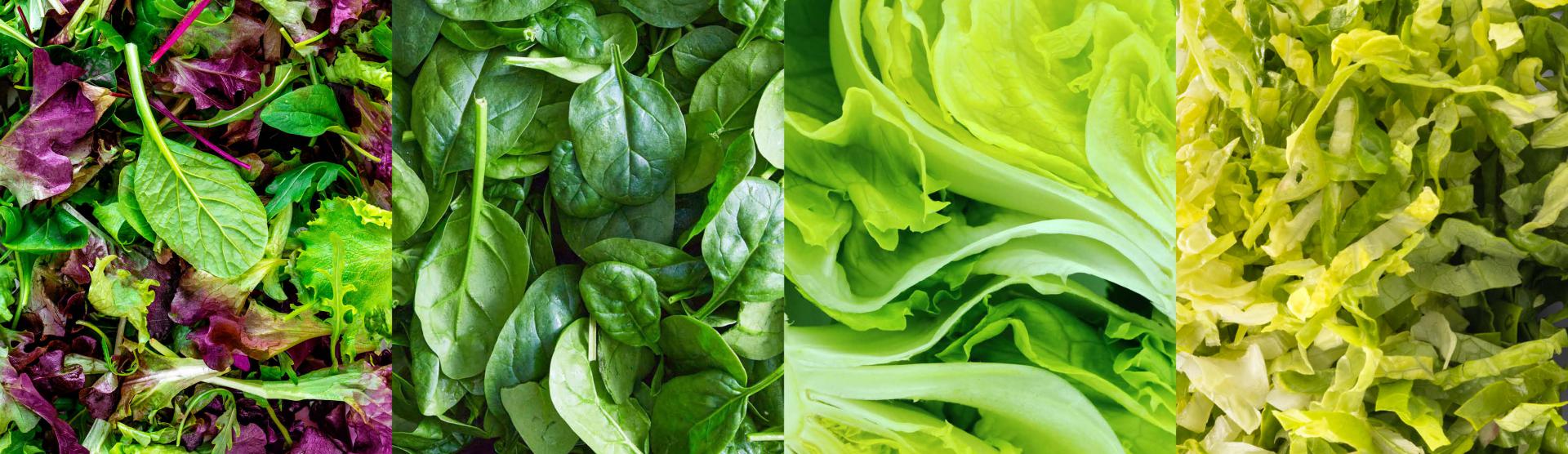 Leafy greens processing