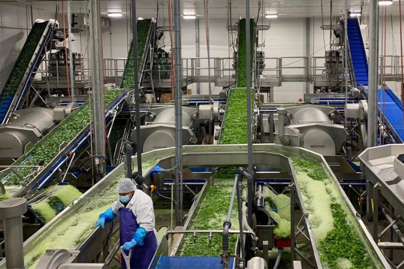 Kale processing.jpg