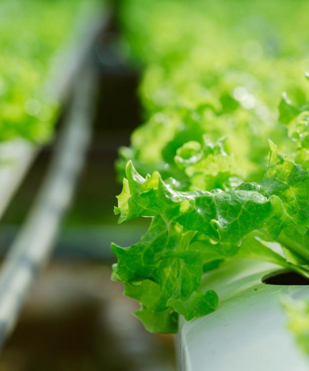 Smart processing for smart farming - Sormac presents CEA post-harvest solutions at Greentech Amsterdam