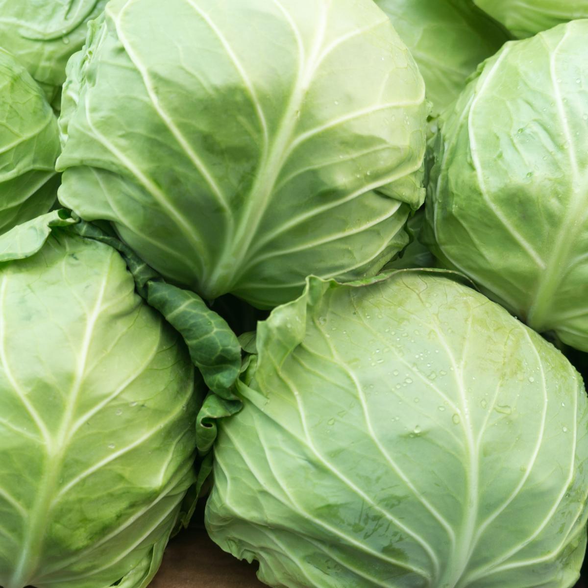 Cabbage varieties