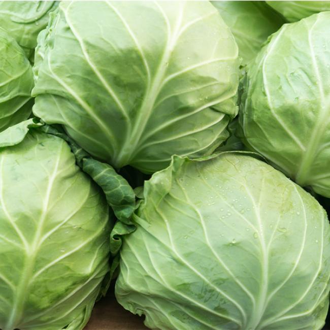 Cabbage varieties