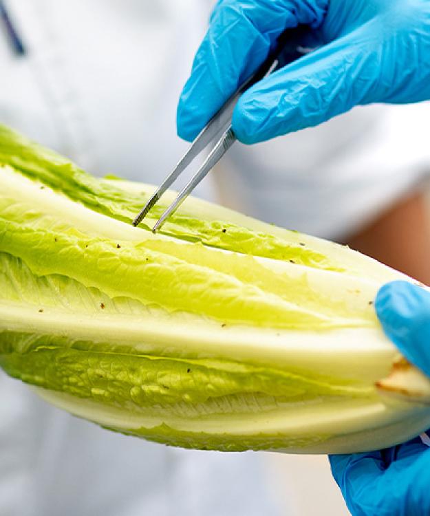 Sormac investigates new solutions in the fight against aphids