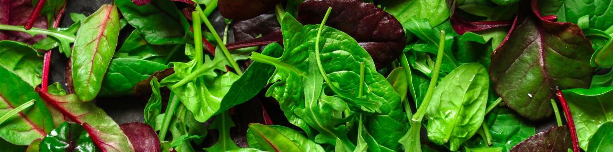 How Sormac helps processors protect leafy greens quality