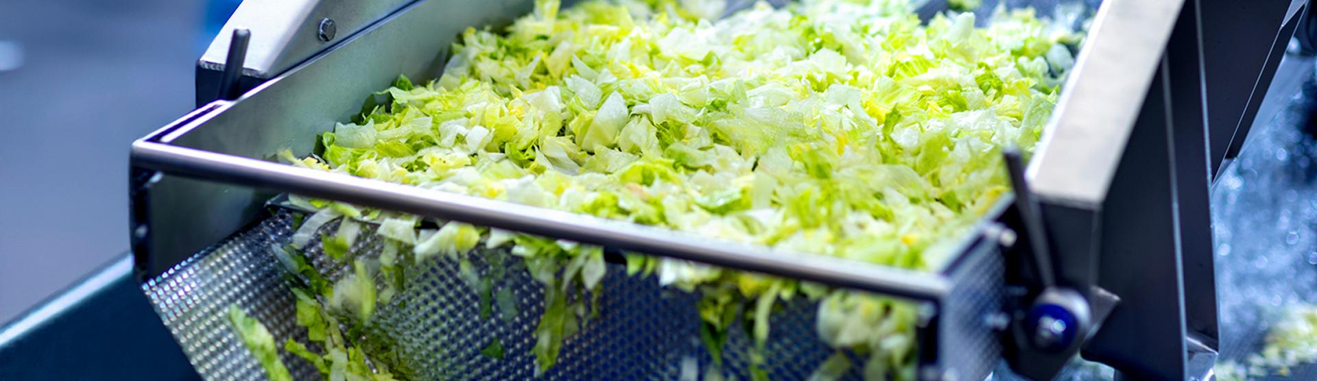 Iceberg lettuce washing and drying line