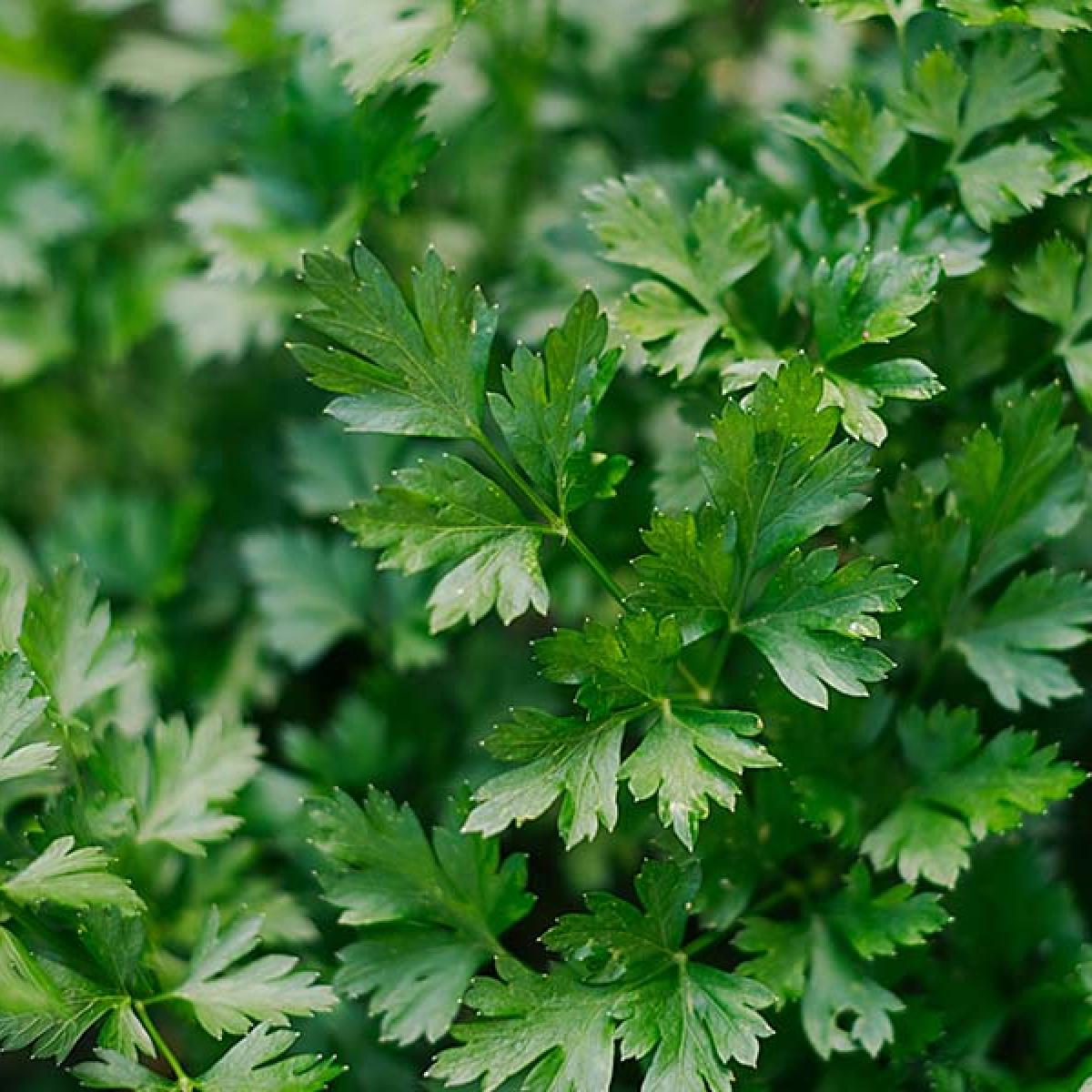 Herbs
