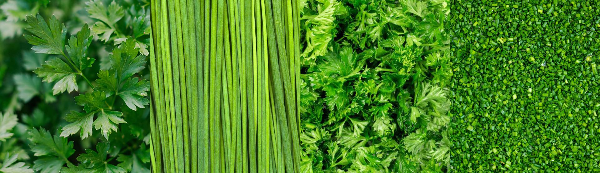 Herb processing