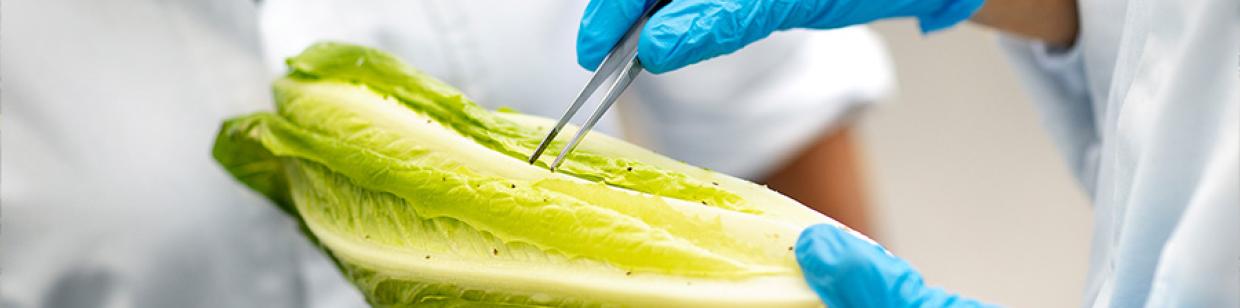 Sormac investigates new solutions in the fight against aphids